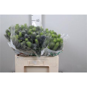 Eryn Pacifi Blue Sky