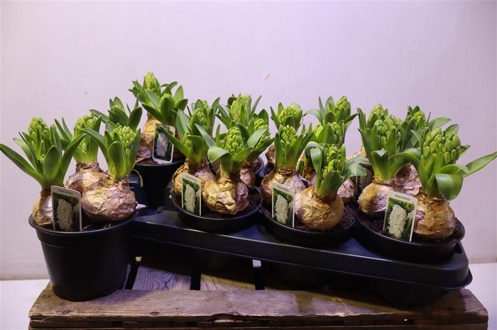 <h4>Hyacin White Pearl</h4>