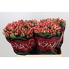 Hypericum Sweet Romance