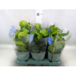 Anthurium andr. 'Smaragd'