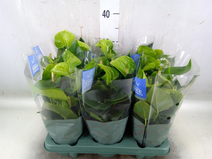 <h4>Anthurium andr. 'Smaragd'</h4>