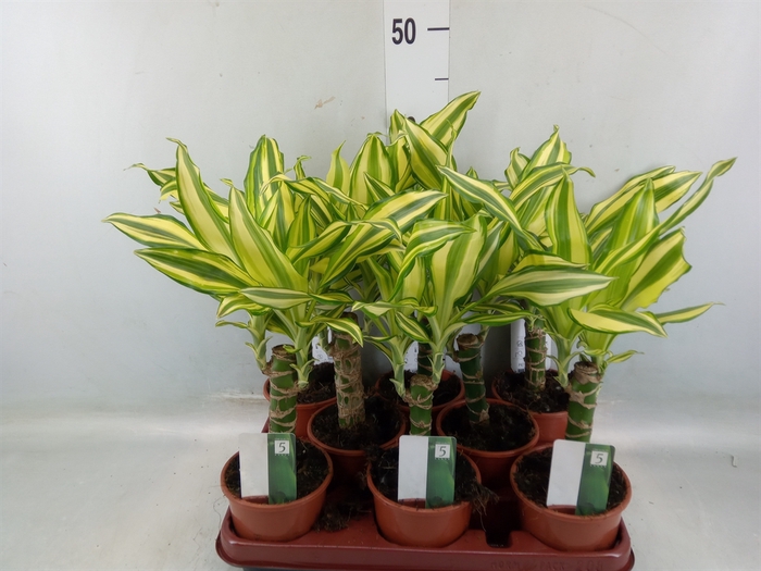 <h4>Dracaena frag. 'Yellow Coast'</h4>