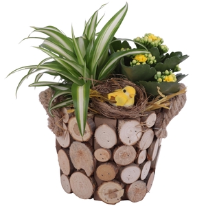 Easter Arr. Indoor Wooden Pot Round Tree Chucks Ø16cm 2PP