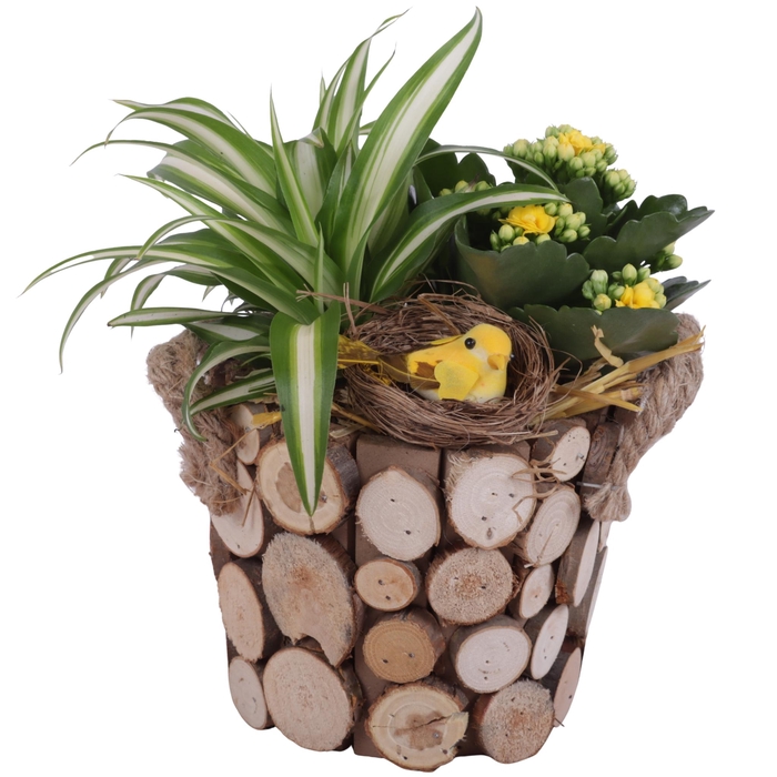 <h4>Easter Arr. Indoor Wooden Pot Round Tree Chucks Ø16cm 2PP</h4>