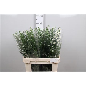 Aster univ. 'Monte Cassino'
