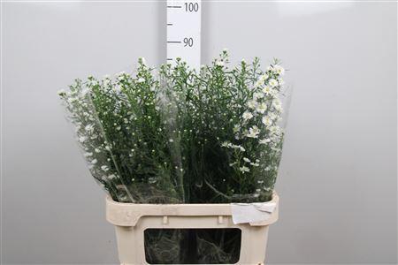 <h4>Aster univ. 'Monte Cassino'</h4>