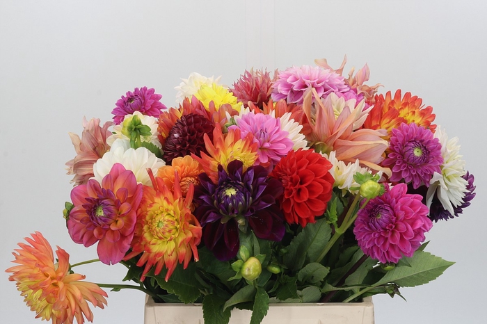 <h4>Dahlia Gemengd in bos</h4>