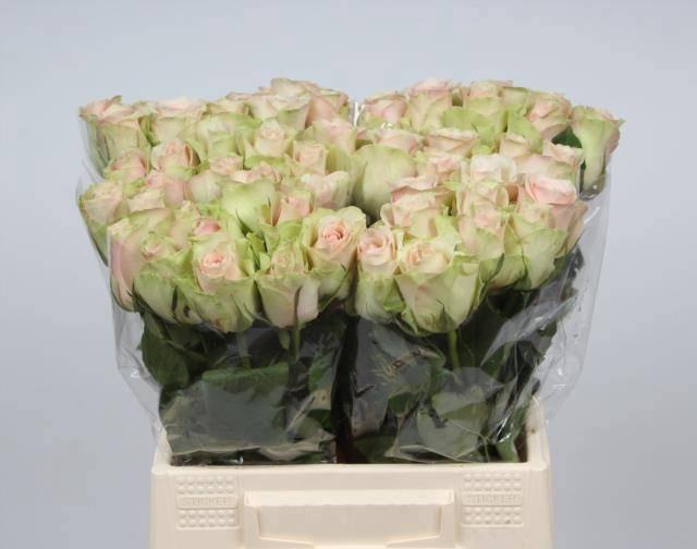 <h4>R GR LA BELLE</h4>