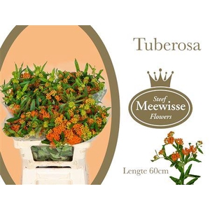 Asclepia Tuberosa 60cm