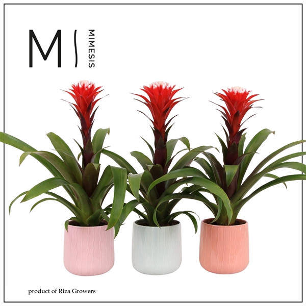 <h4>Mimesis Guzmania Rockyflower Hope - 12 cm in Belize ceramic</h4>