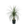 BEAUCARNEA P11