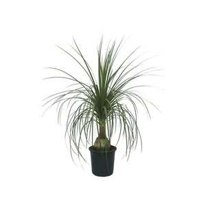 BEAUCARNEA RECURVATA P11