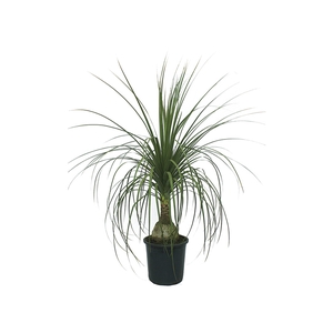 BEAUCARNEA P11