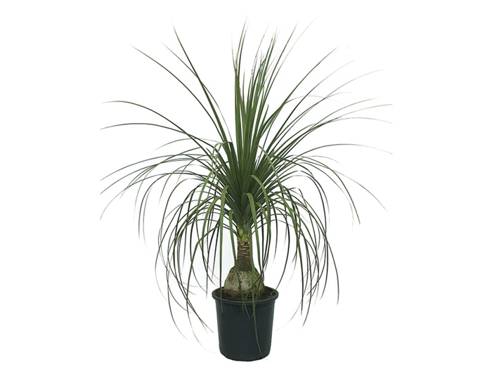 <h4>BEAUCARNEA P15</h4>