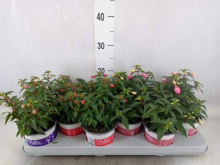 <h4>Fuchsia  'Bella Fuchsia'  ..mix</h4>