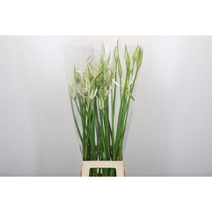 Nerine Like a Virgin