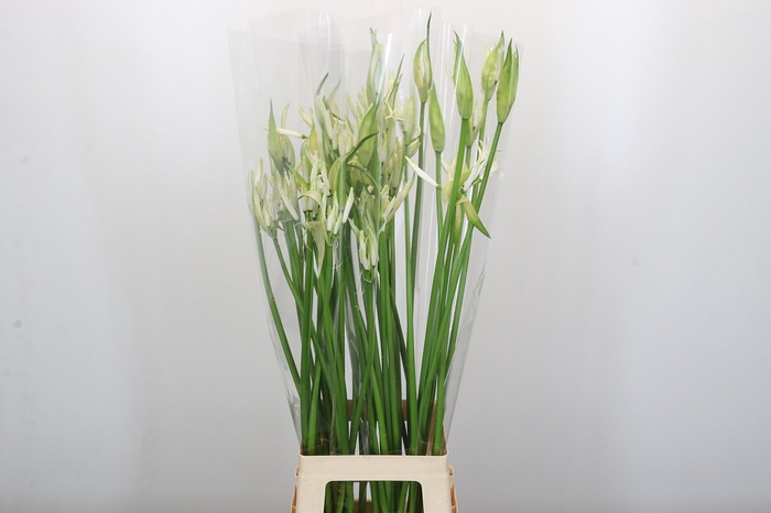 <h4>Nerine Like a Virgin</h4>