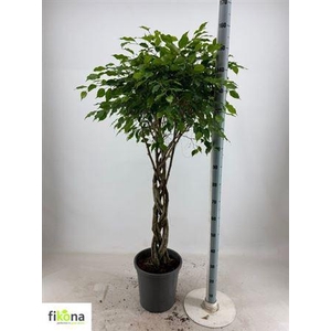 Fic Ben Exotica Twister Stam