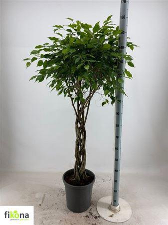 <h4>Fic Ben Exotica Twister Stam</h4>