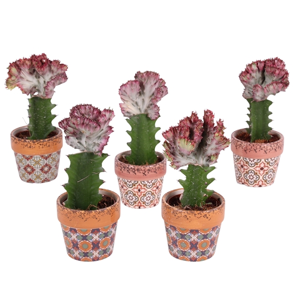 <h4>Cactus mix Euphorbia l. Ø8,5cm in Ø10cm Ceramic Mosaic</h4>