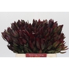 Leucadendron Saf Sunset Dark R.