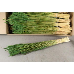 Df Triticum Bs Light Green