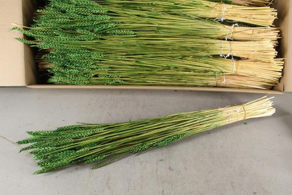 <h4>Df Triticum Bs Light Green</h4>