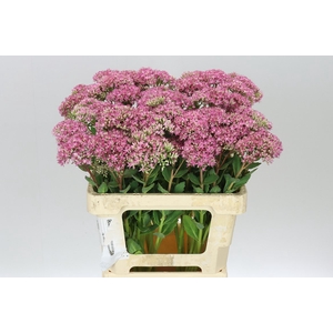 Sedum Munsteda