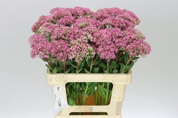 <h4>Sedum Munsteda</h4>