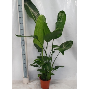 STRELITZIA NICOLAI