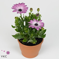 Osteospermum Margarita in Schaal Roze