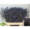 Eryn Pl Blue Glitt