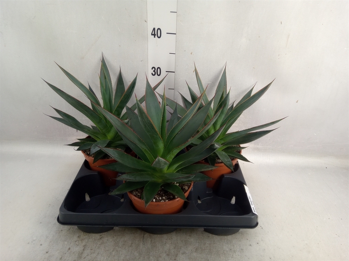 <h4>Agave  'Shaka Zulu'</h4>