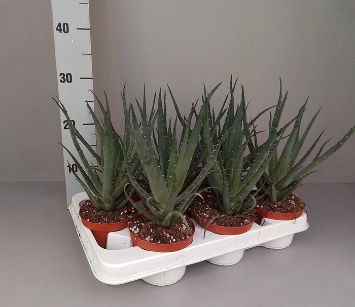 <h4>ALOE ARBORESCENS</h4>