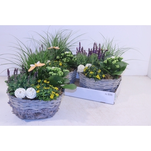 ARR TUINPLANTEN