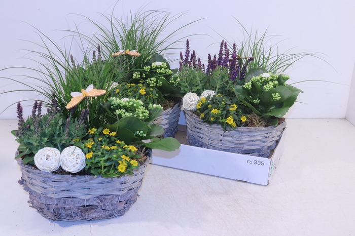 <h4>ARR TUINPLANTEN</h4>