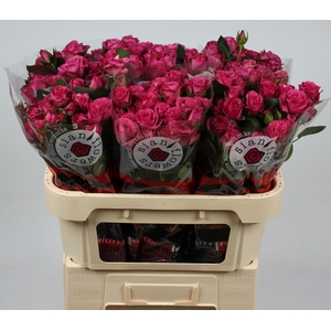 R TR PURPLE IRISCHKA