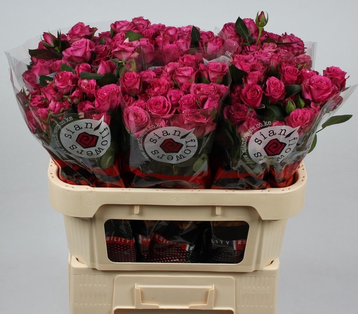 <h4>R TR PURPLE IRISCHKA</h4>