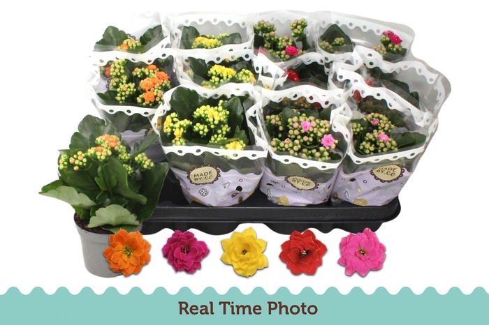 <h4>KAL GE GEM 5 KL</h4>