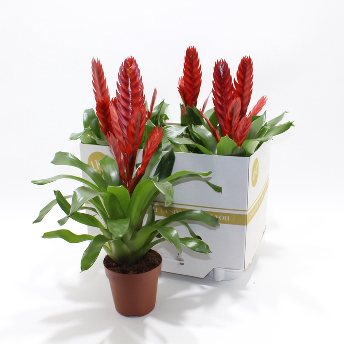 <h4>VRIES STYLE</h4>