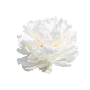 Paeonia Bowl Of Cream