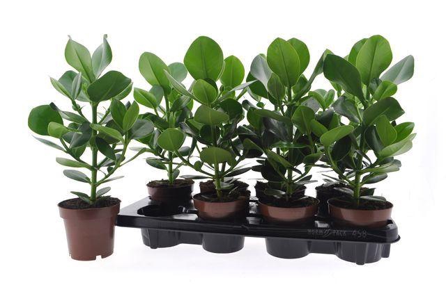<h4>Clusia rosea Princess</h4>