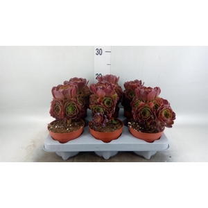 Aeonium arboreum 'Velours'