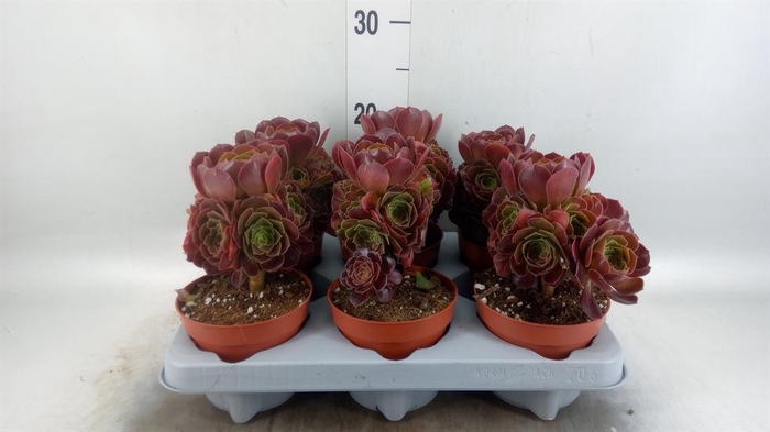 <h4>Aeonium arboreum 'Velours'</h4>