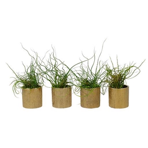 JUNCUS P6 L 66138 GLITTER