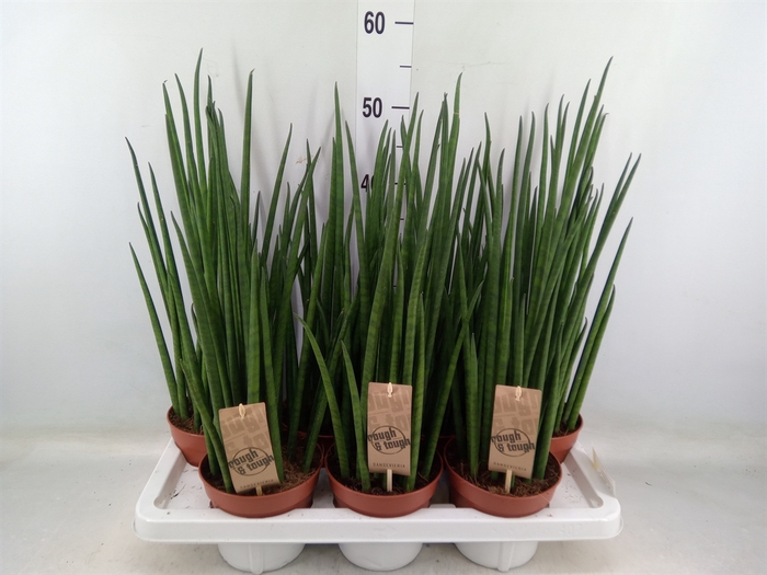 <h4>Sansevieria bacularis</h4>