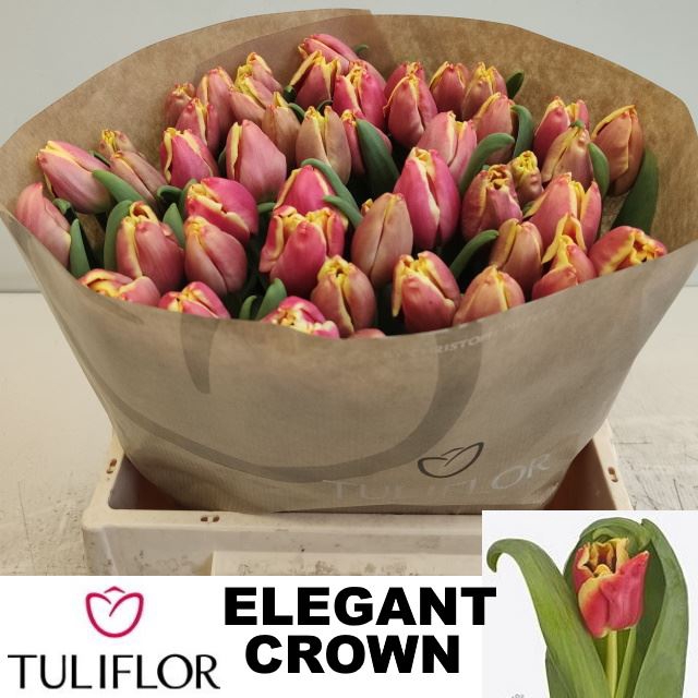 <h4>Tulp Elegant Crown</h4>