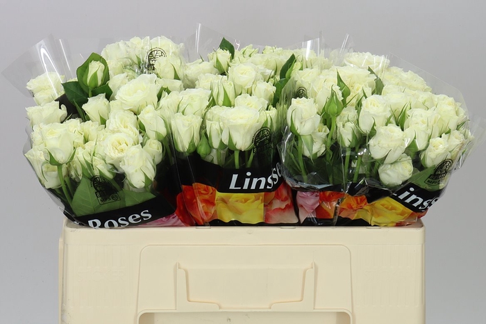 <h4>Rosa Tr Pascua!</h4>