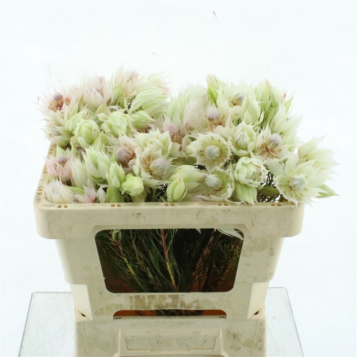Serr Blushing Brides White
