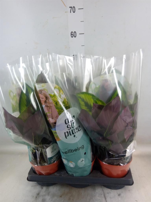 <h4>Calathea   ...</h4>